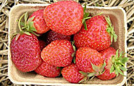Erdbeer-Petzoldt-Ahrenhold food