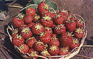 Erdbeer-Petzoldt-Ahrenhold food