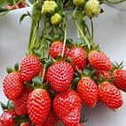 Méi Pǔ Xiū Xián Nóng Yuán Comida