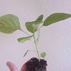 Komjatické Chilli Dentro