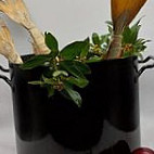 Gostilna Sivi Čaven Comida