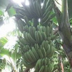 Jay-shriram Banana Group food