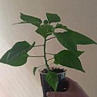 Komjatické Chilli Comida