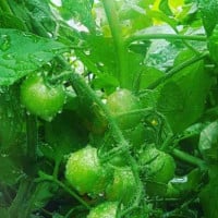 The Green Tomato Kitchen food
