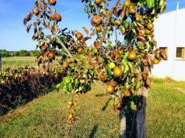 Le Four Des Ages food