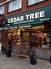Cedar Tree outside