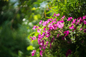 คิชฌกูฏโฮมสเตย์ริมธาร Comida