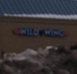 Wild Wing - Trinity Common