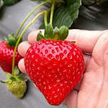 Méi Pǔ Xiū Xián Nóng Yuán