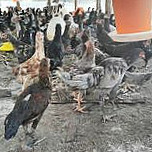 Karkas Entok, Ayam Kampung Umbaran, Ayam Broiler