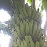 Jay-shriram Banana Group