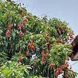 คันแท ริมคลอง ขอนแก่น Kantae Rimklong Khonkaen