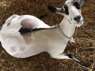Goat Rodeo Farm Dairy