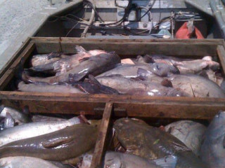 Crappell's Fish Market Llc