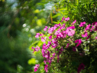 คิชฌกูฏโฮมสเตย์ริมธาร