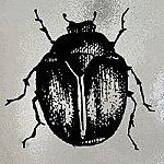 Beetle Bilbao
