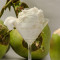 Tender Coconut (500 Ml Ice Cream)