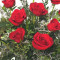 Arreglo Clásico De Rosas Rojas Con Docena De Rosas