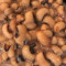 Black-Eyed Peas (4 Oz.