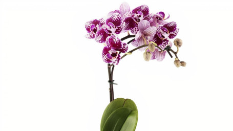 Small Exotic Orchid Plant