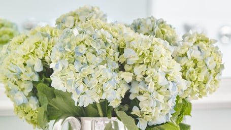 Hydrangea Arrangement