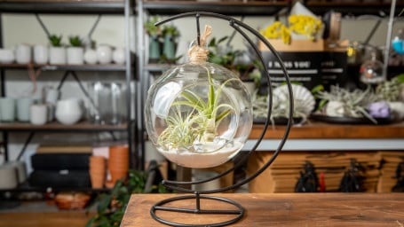 Hanging Airplant Globe