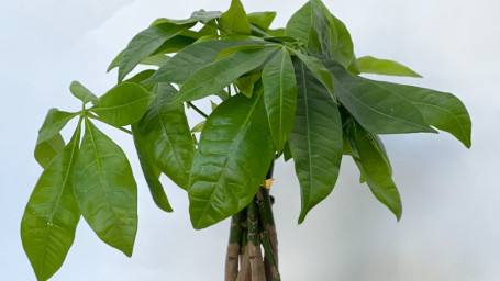 Árbol Del Dinero