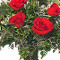 Classic Dozen Red Roses