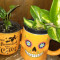 Seasonal Mug Planters