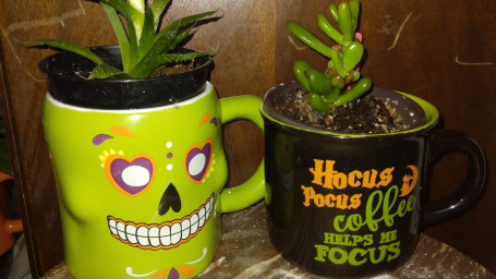 B Seasonal Mug Planters