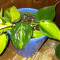 Brazil Pothos