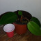 Red Emerald Philodendron