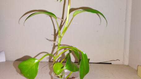 Philodendron Eva