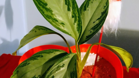 Dieffenbachia Seguine Heart Planter