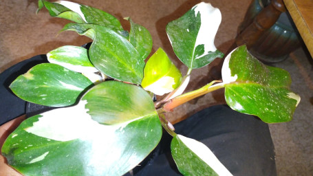 White Knight Philodendron