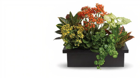 Stylish Plant Assortment