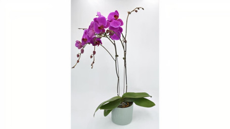 Planta De Orquídea