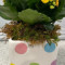 Polkadot Planter