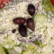 Demos Greek Salad
