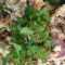 17. Larb Gai Salad