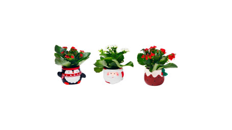 Co-Op Festive Mini Ceramic Plants