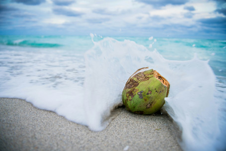 Refrescantes De Coco De Dunkin