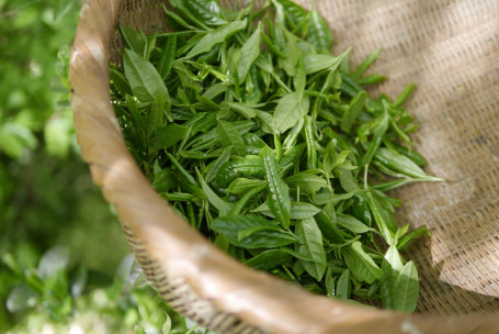 Té Verde De Sobe