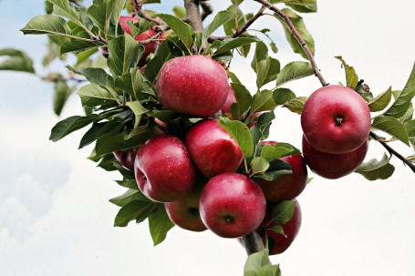 Simplemente Manzana