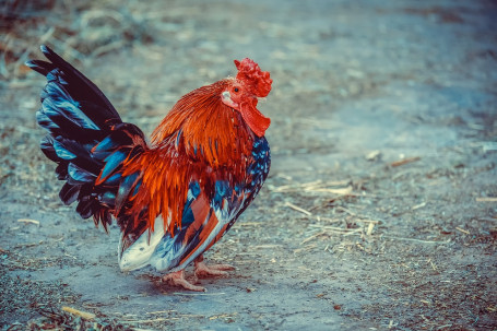 Acompañamiento De Pollo