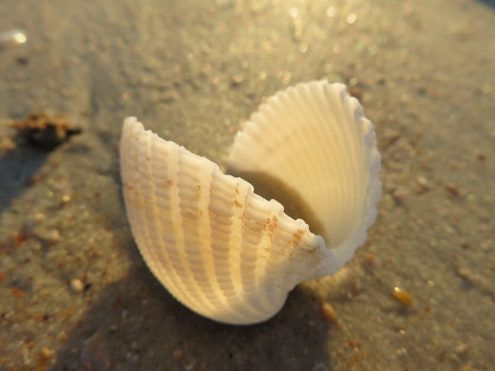 Vieiras De Mar Salteadas En Sartén