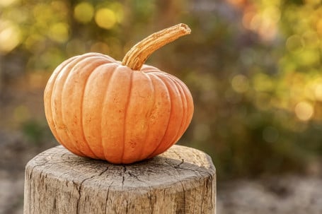 Café Con Leche De Especia De Calabaza De Firma