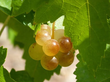 Verdejo Macabeo, El Zondaz, España