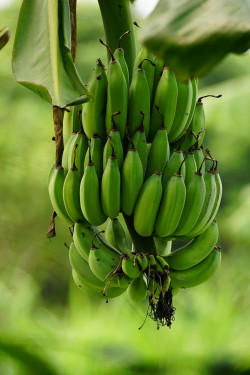 Plátano Con Chocolate