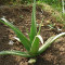 Jugo De Aloe Vera